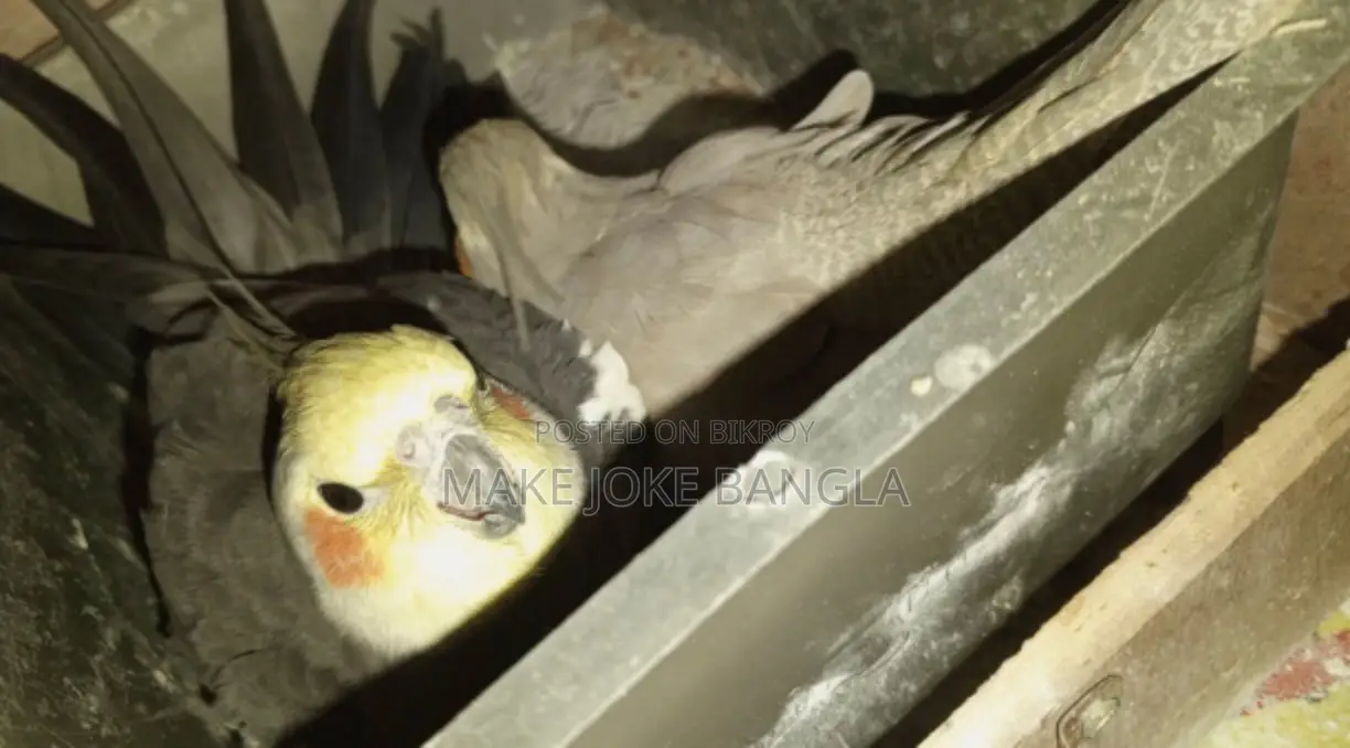 Running Pair Cockatiel