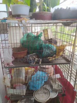 কবুতরের ডাবল খাচা