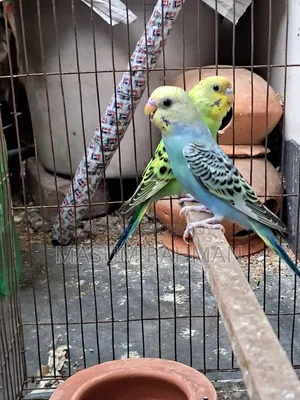 Pair of Budgies Birds
