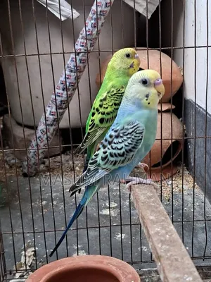 Pair of Budgies Birds