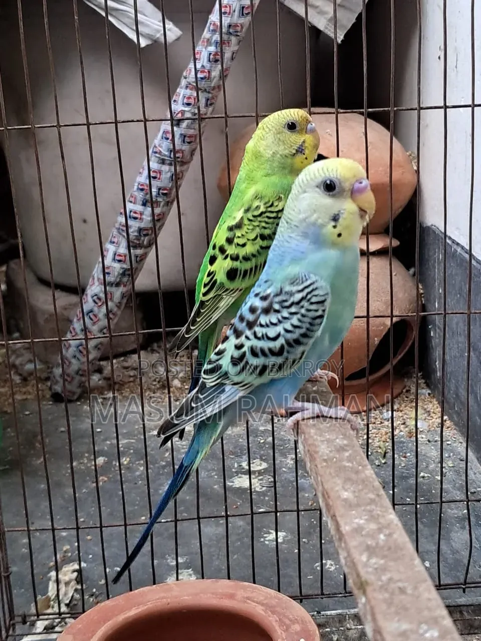 Pair of Budgies Birds