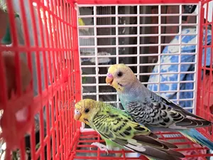 Pair of Budgies Birds