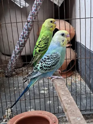 Pair of Budgies Birds