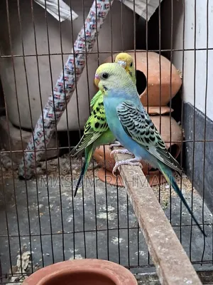 Pair of Budgies Birds