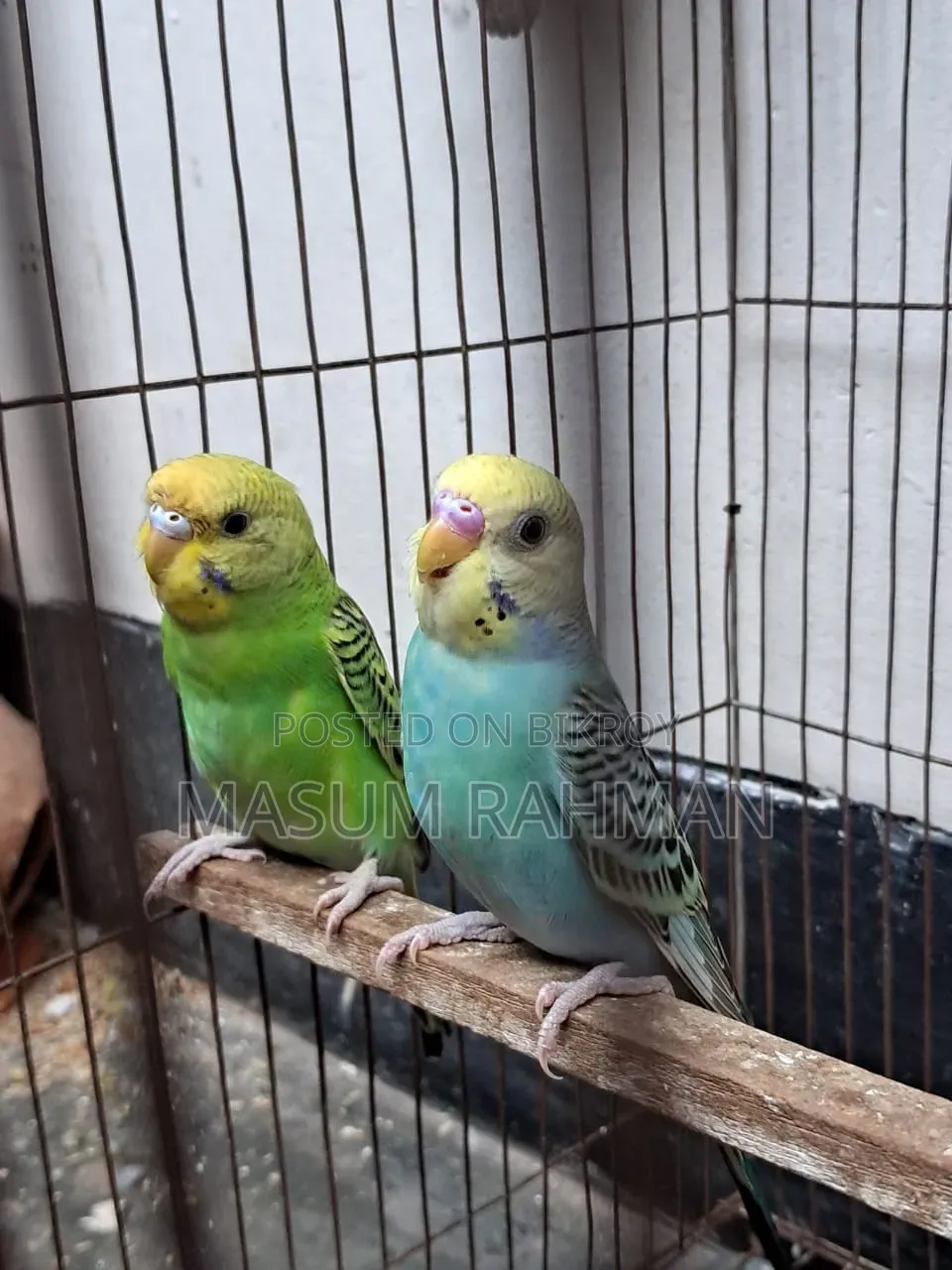 Pair of Budgies Birds