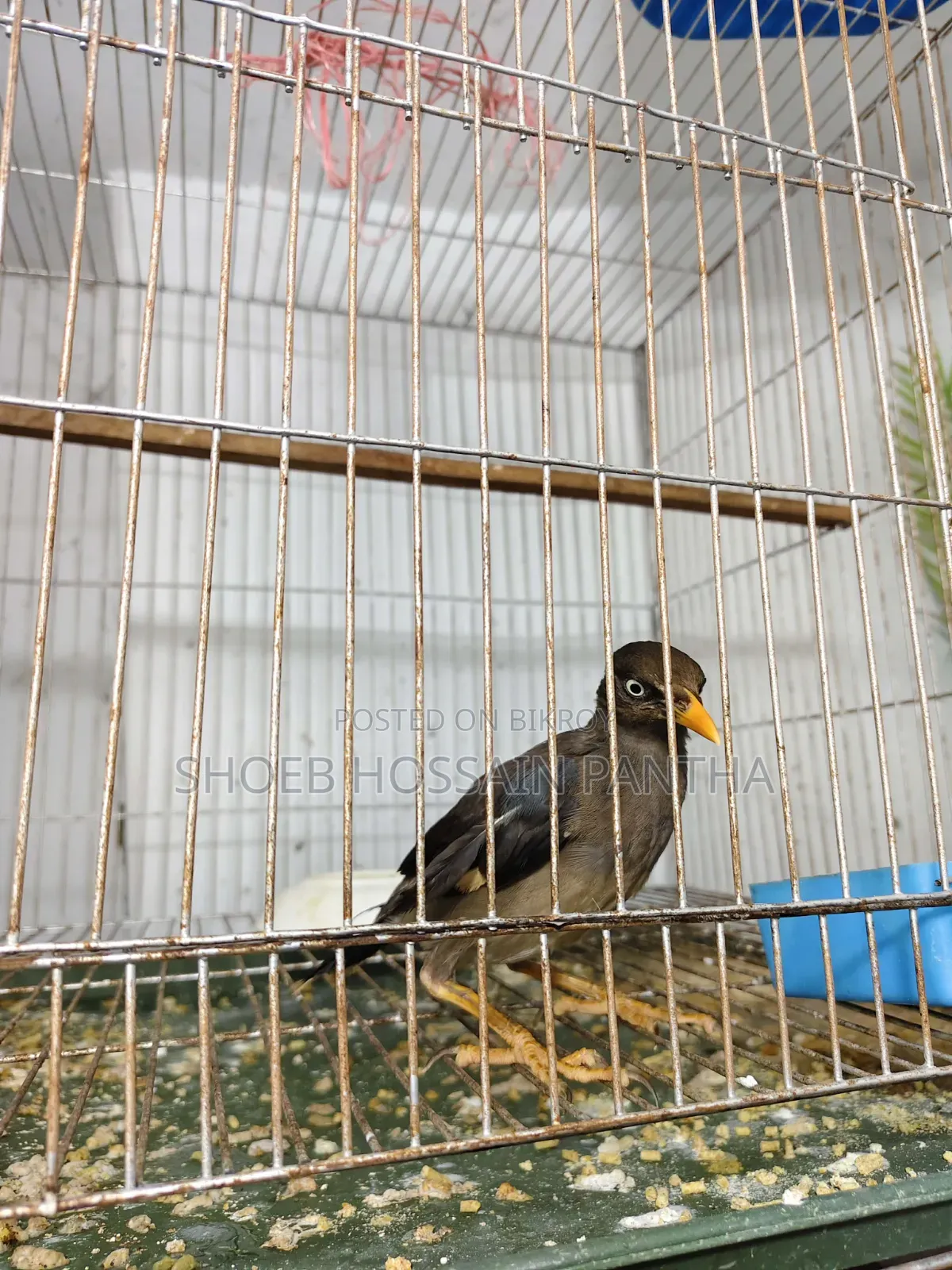 Myna Bird