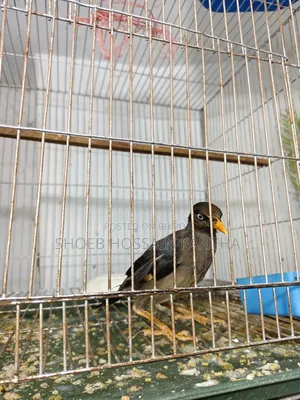 Myna Bird