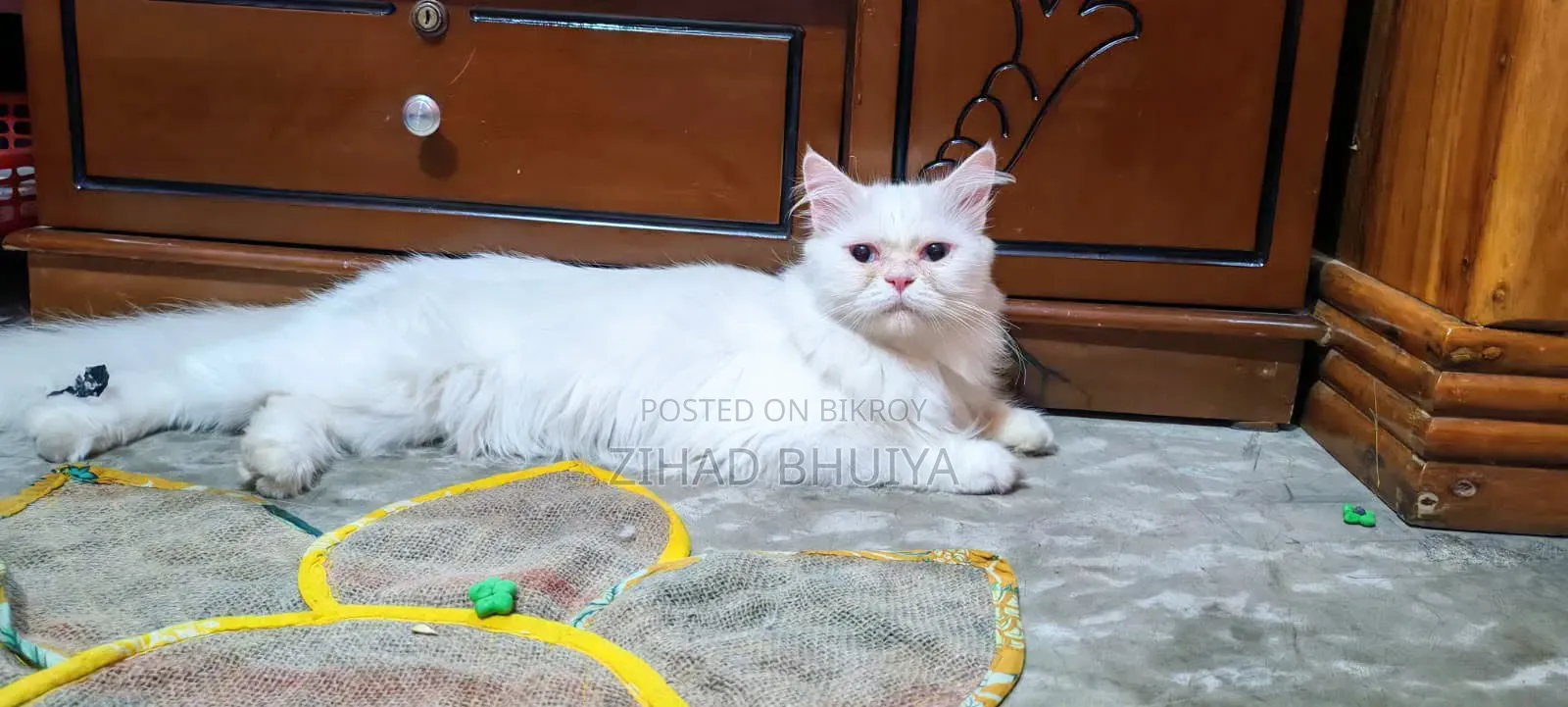 ১+ বছরের মহিলা পিওরব্রেড পার্সিয়ান বিড়াল