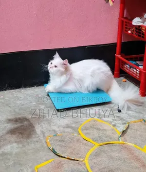১+ বছরের মহিলা পিওরব্রেড পার্সিয়ান বিড়াল