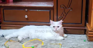 ১+ বছরের মহিলা পিওরব্রেড পার্সিয়ান বিড়াল