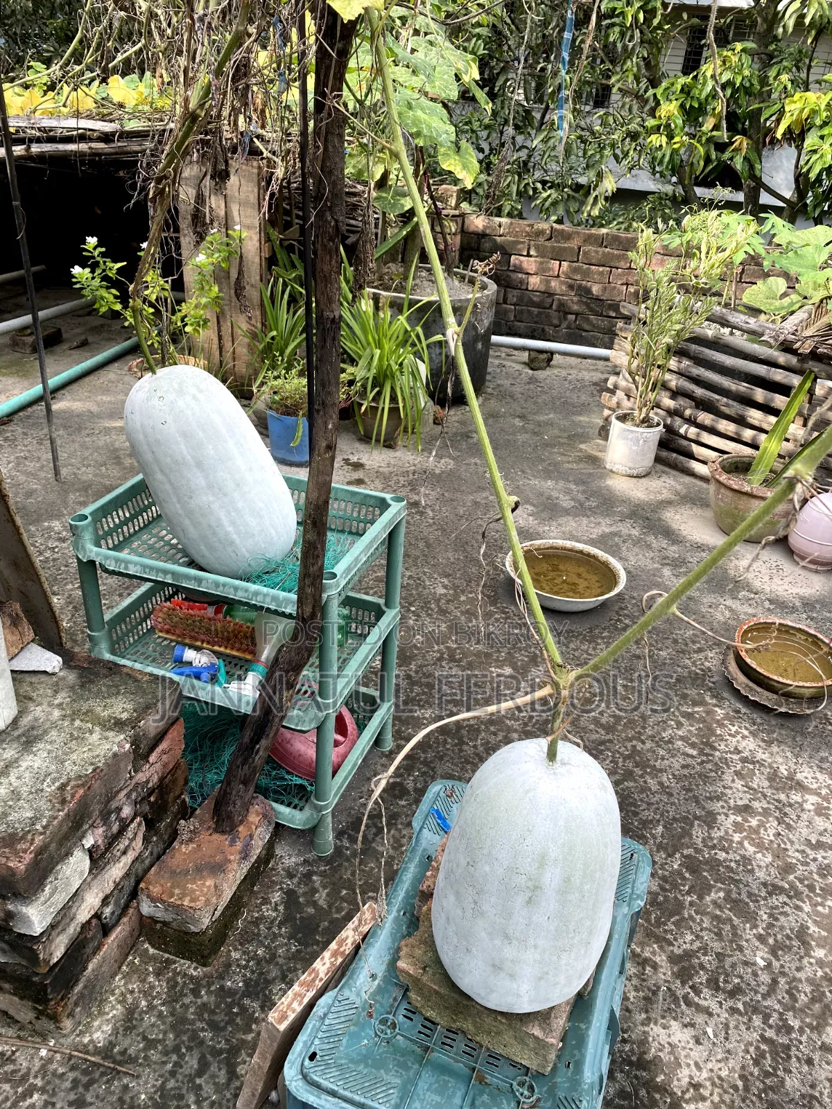 চালকুমড়া