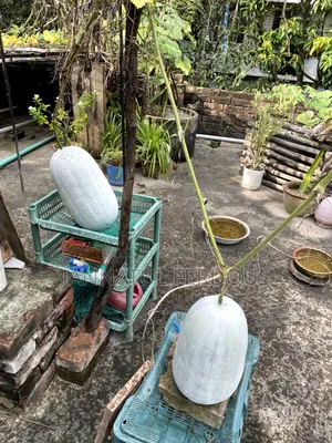 চালকুমড়া