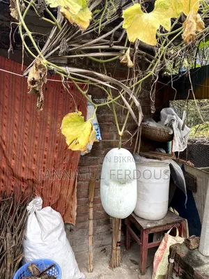 চালকুমড়া