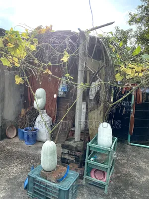 চালকুমড়া