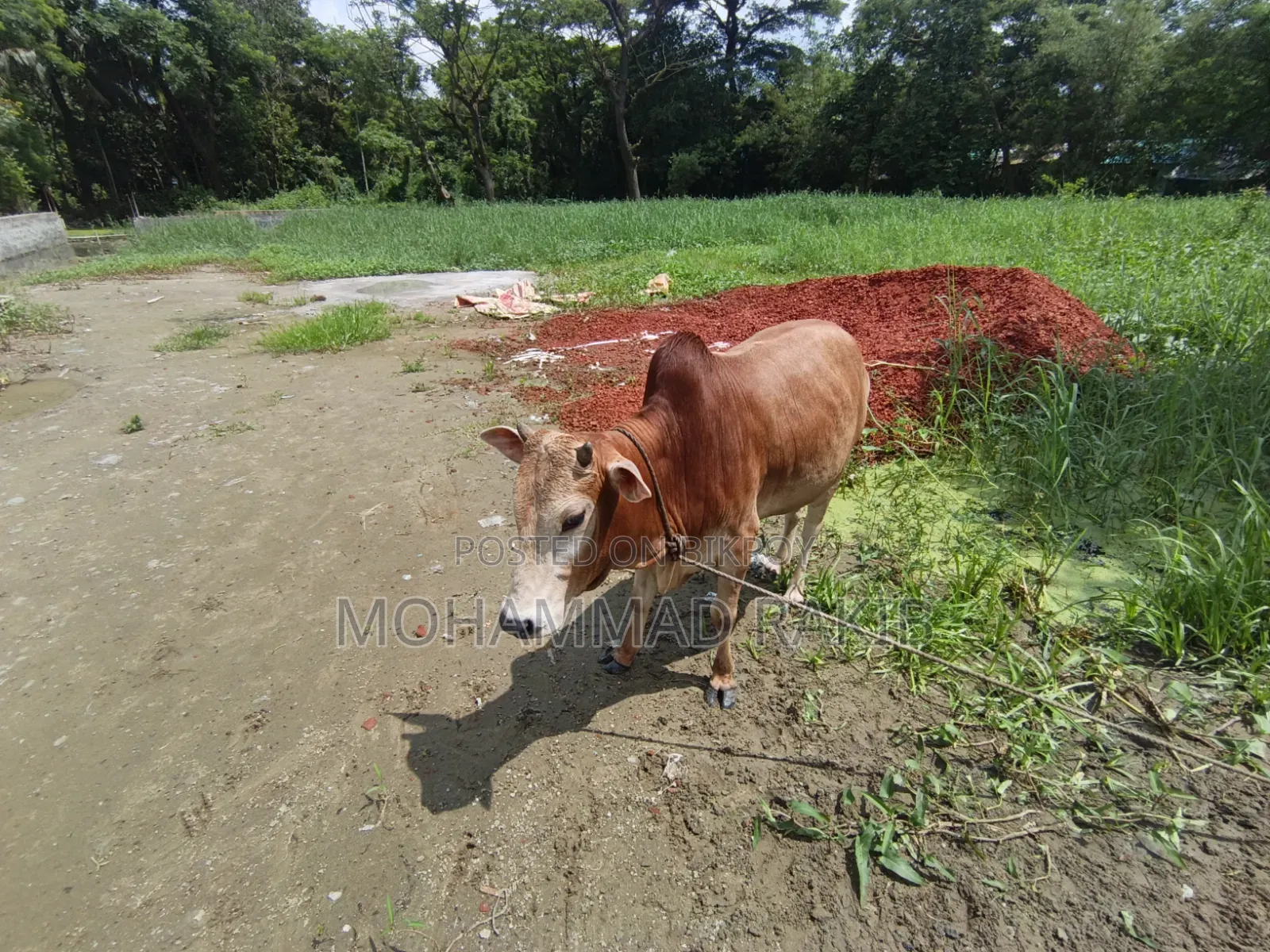 1+ Year Male Purebred Belgian Tervuren