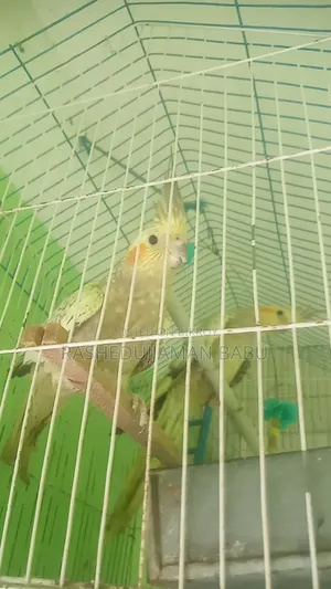 Cockatiel Bird