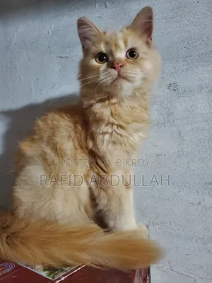 3-6 months Female Purebred Persian