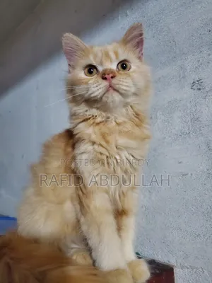 3-6 months Female Purebred Persian