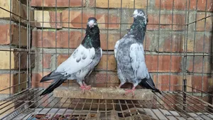 Saki Teddy (Male)