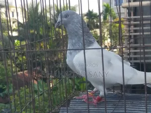 Khaki Proven Male Pigeon