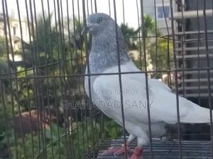 Khaki Proven Male Pigeon