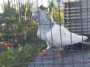 Khaki Proven Male Pigeon