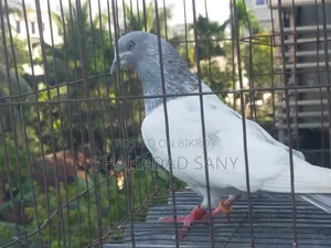 Khaki Proven Male Pigeon
