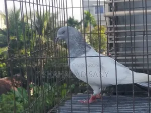 Khaki Proven Male Pigeon