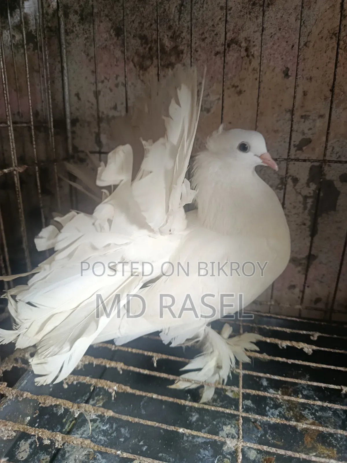 Pigeon for sale New Aitel
