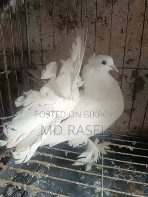 Pigeon for sale New Aitel