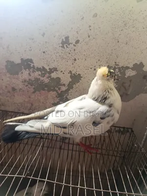 Newatel Pigeons for Sale