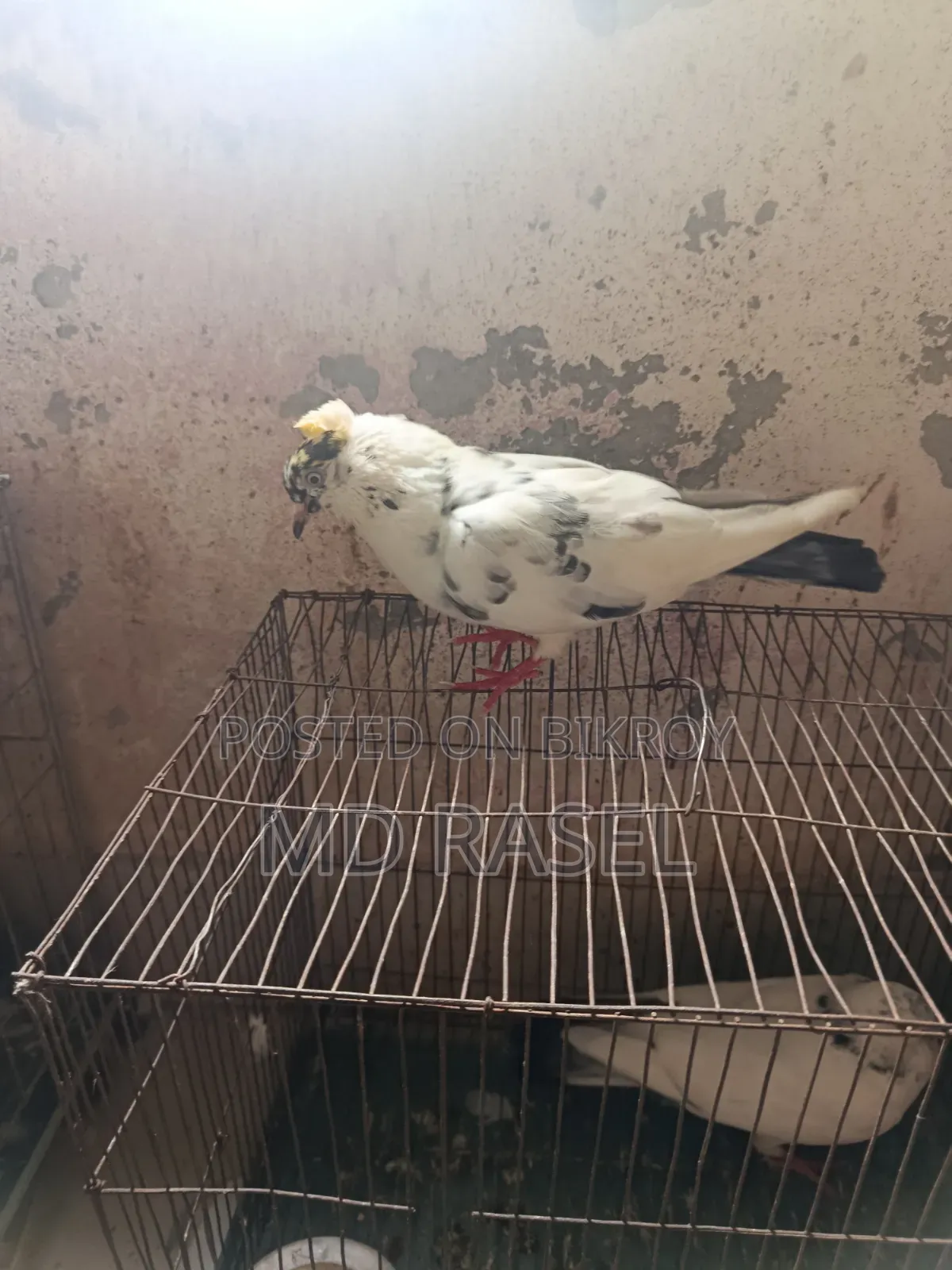 Newatel Pigeons for Sale