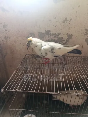 Newatel Pigeons for Sale