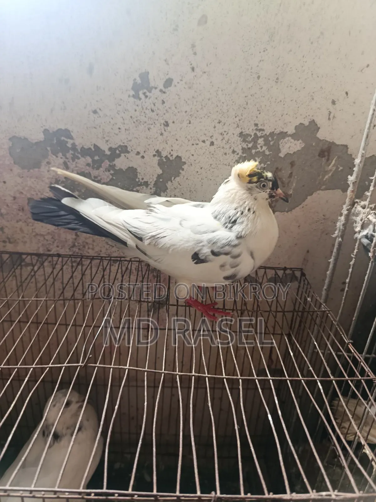 Newatel Pigeons for Sale