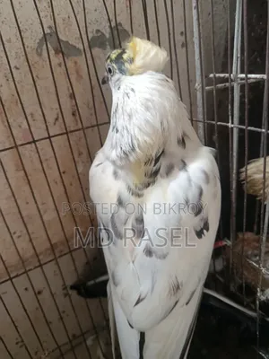 Newatel Pigeons for Sale