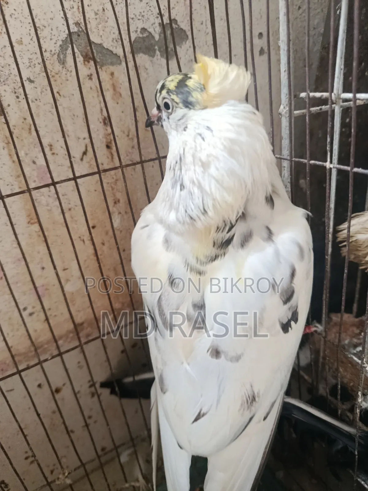 Newatel Pigeons for Sale