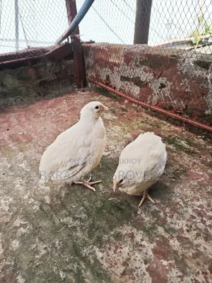 European White Giant Coturnix Quail Running Pair