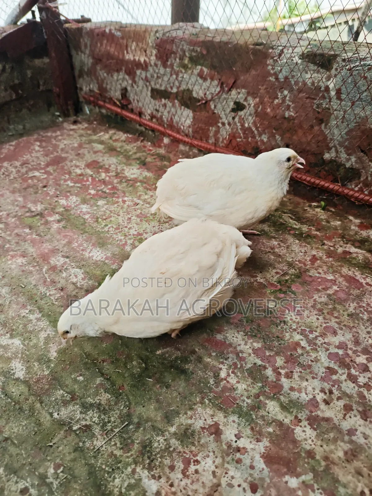 European White Giant Coturnix Quail Running Pair