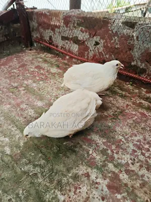 European White Giant Coturnix Quail Running Pair