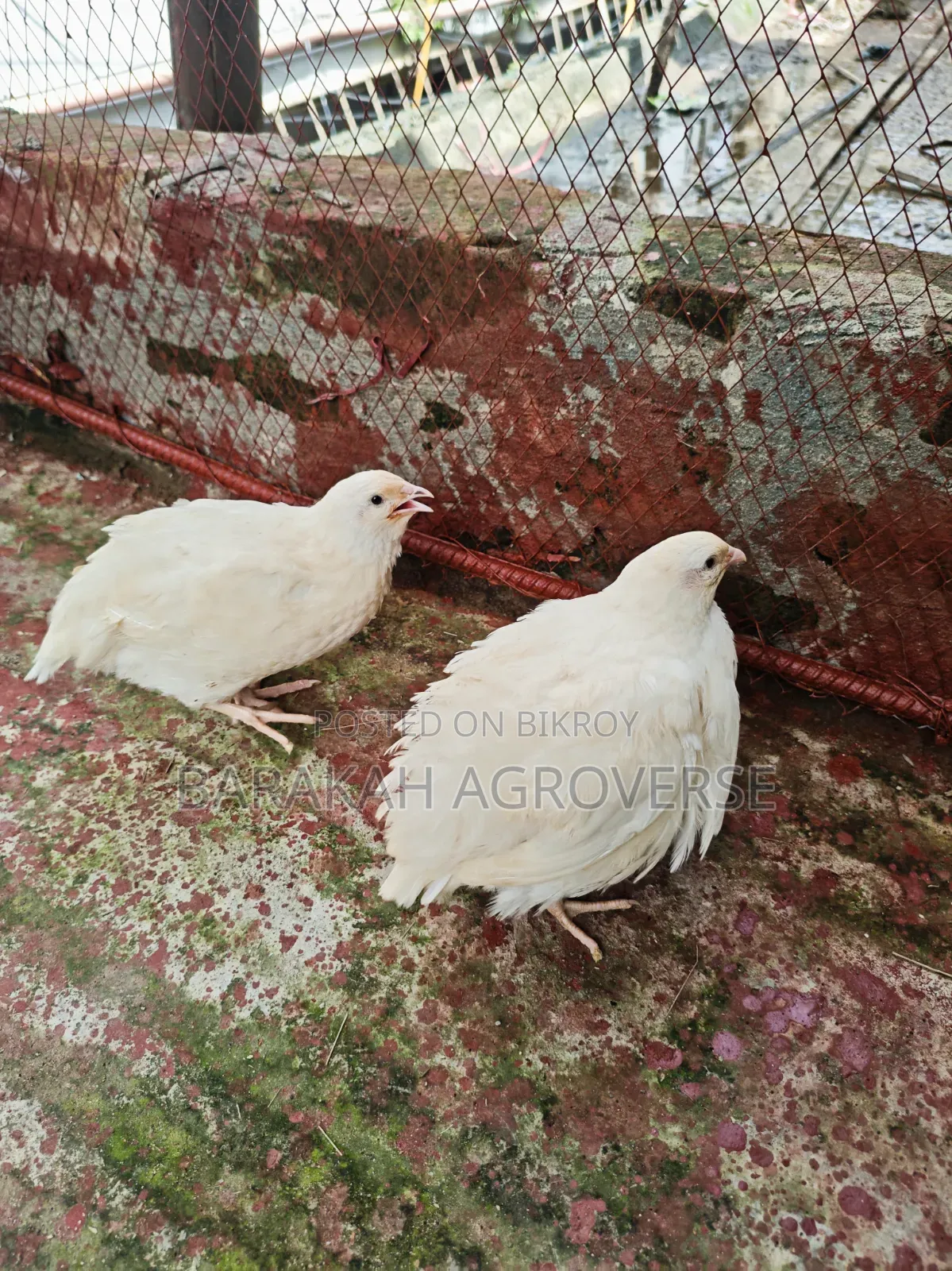European White Giant Coturnix Quail Running Pair