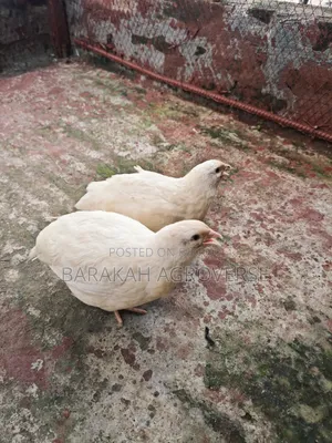 European White Giant Coturnix Quail Running Pair