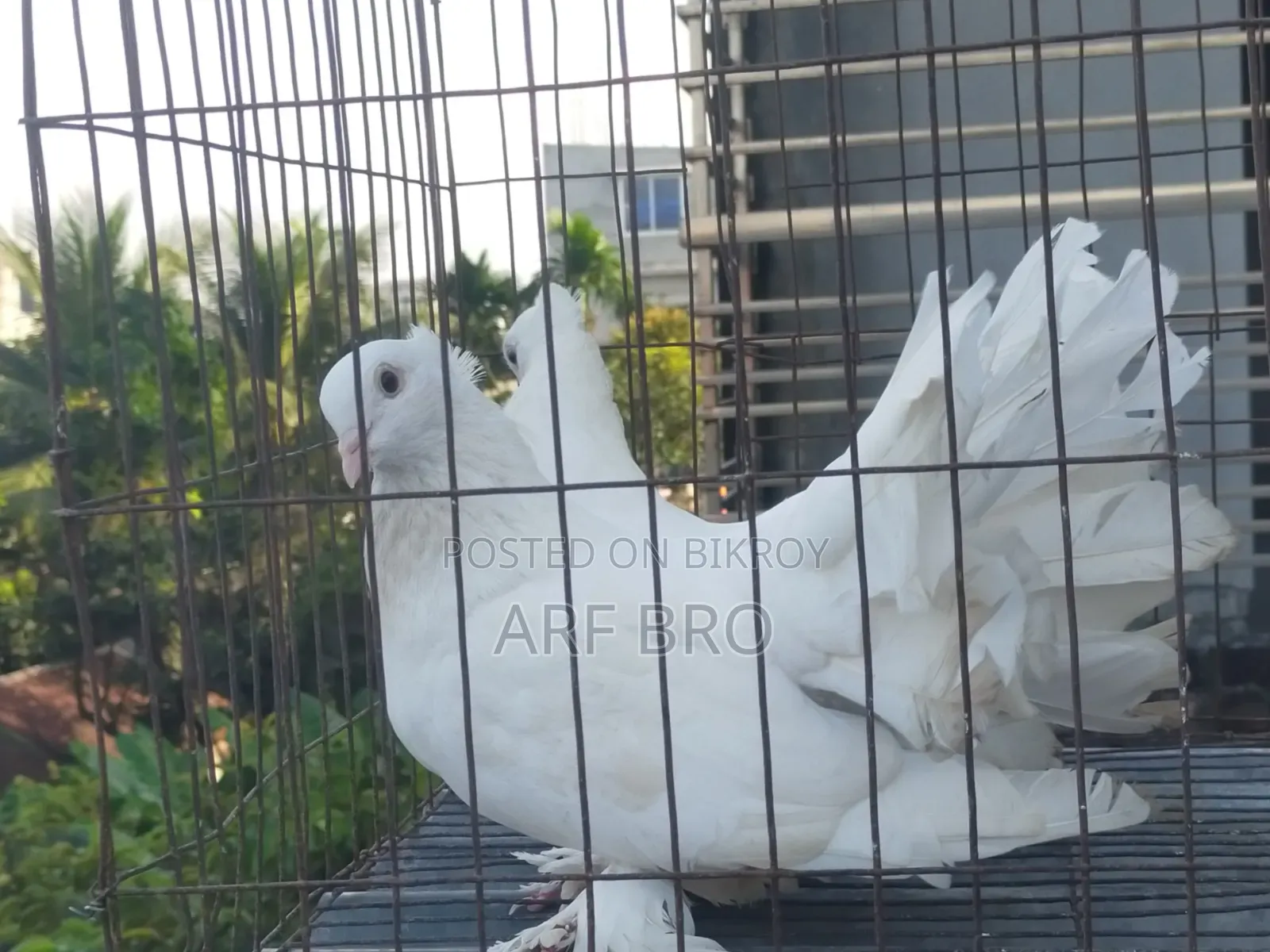 Lakkha Pair