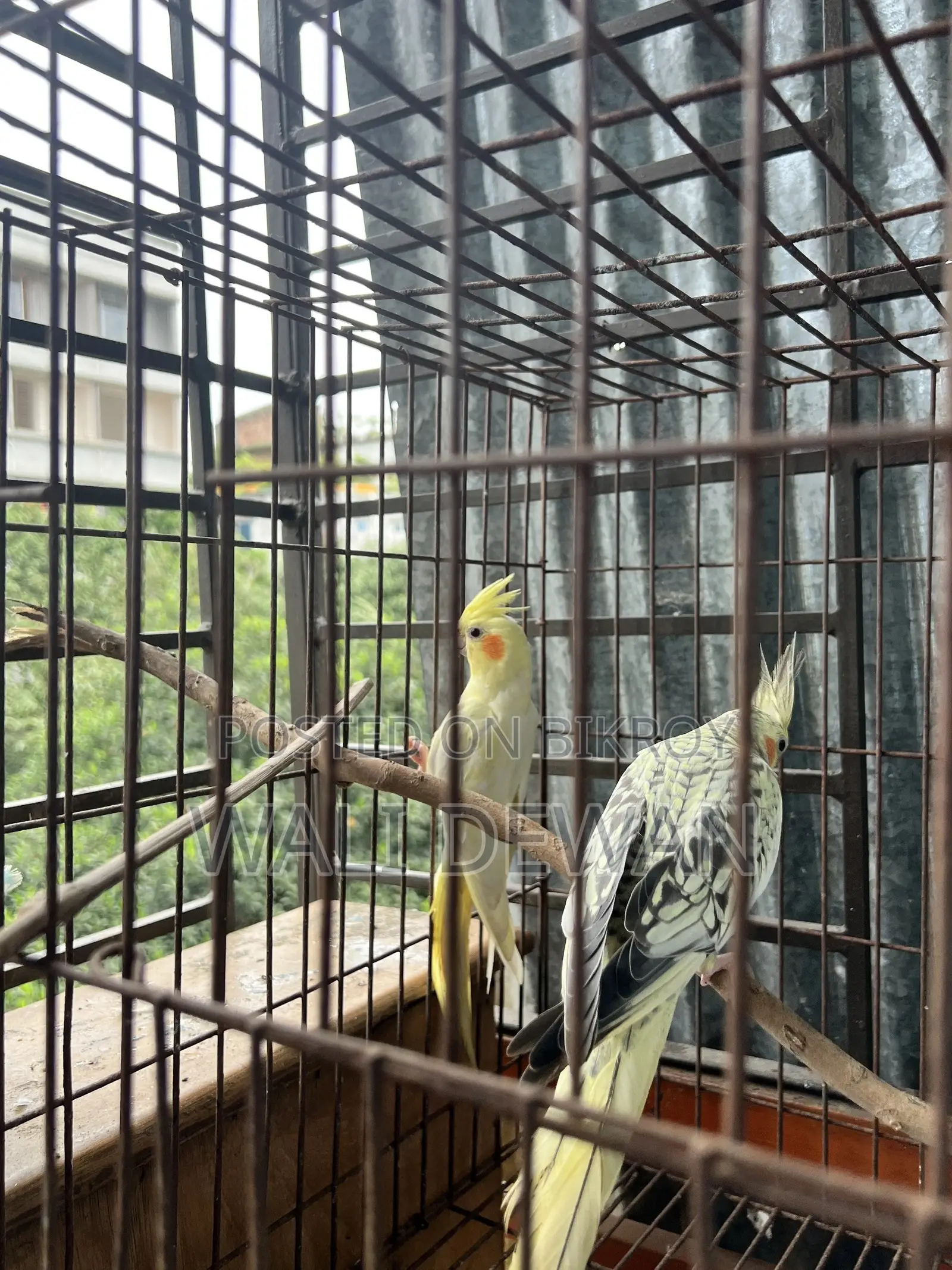 সম্পূর্ণ প্রাপ্তবয়স্ক জোড়া ১০ মাস বয়স