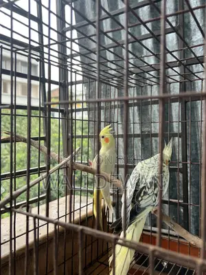 সম্পূর্ণ প্রাপ্তবয়স্ক জোড়া ১০ মাস বয়স