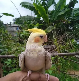 Cockatiel Birds Full Tame and Babies for Sale