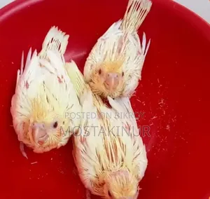 Cockatiel Birds Full Tame and Babies for Sale