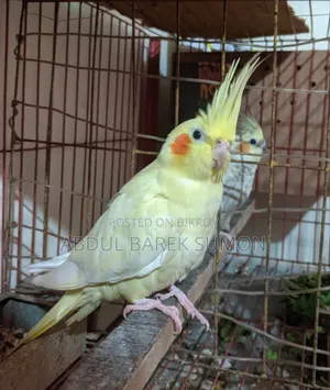 Active breeding pair, will breed 100% when paired