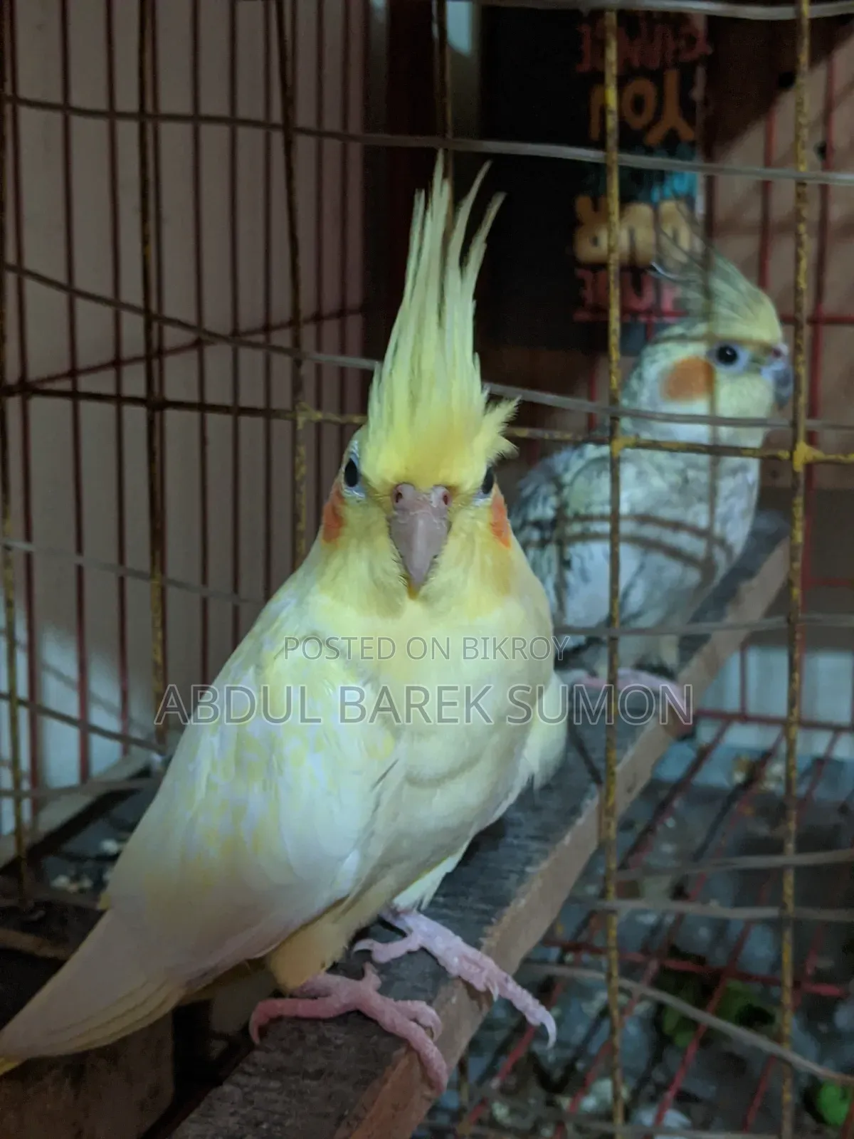 Active breeding pair, will breed 100% when paired