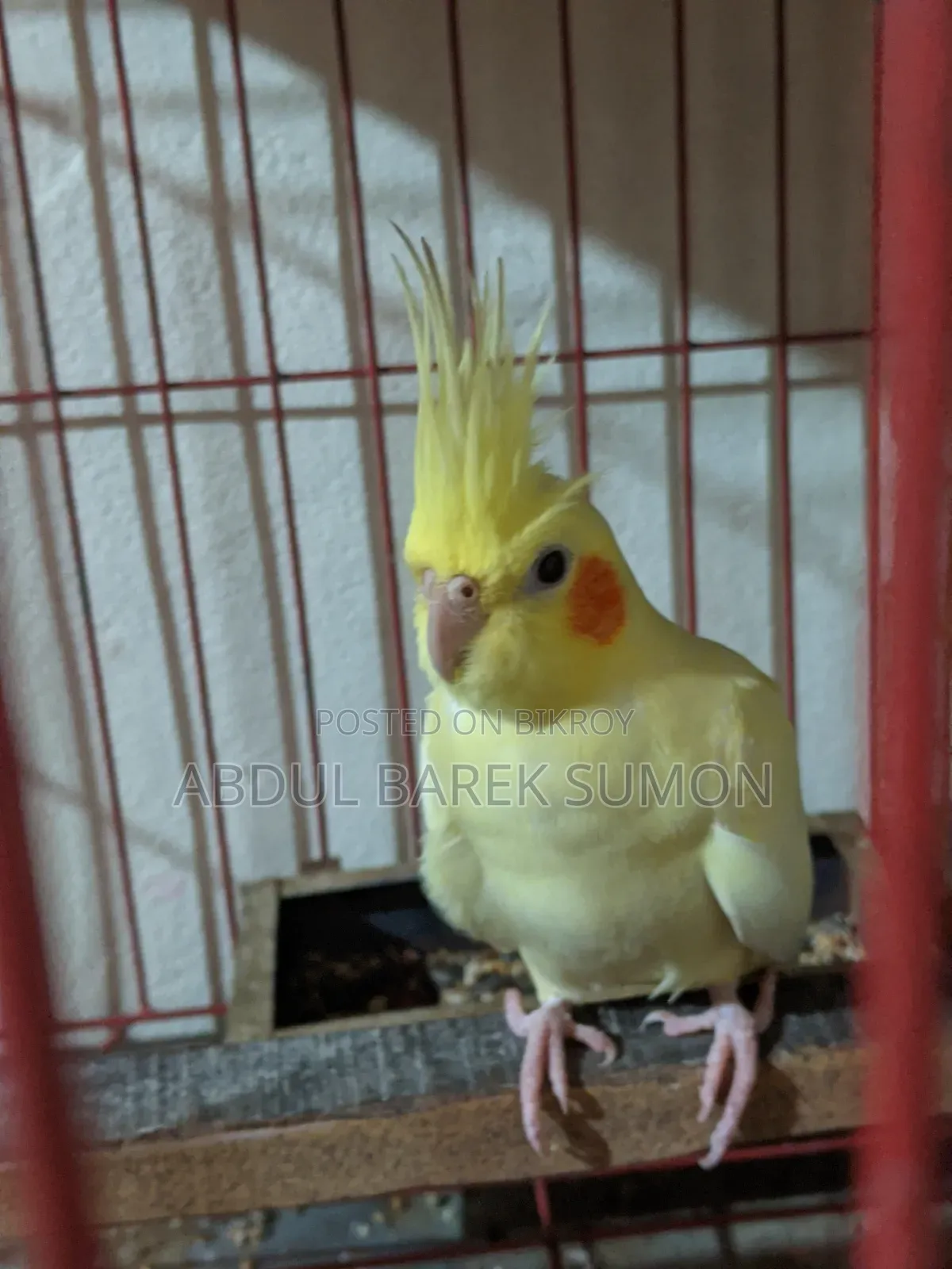 Active breeding pair, will breed 100% when paired