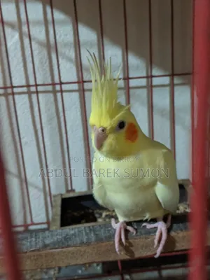 Active breeding pair, will breed 100% when paired